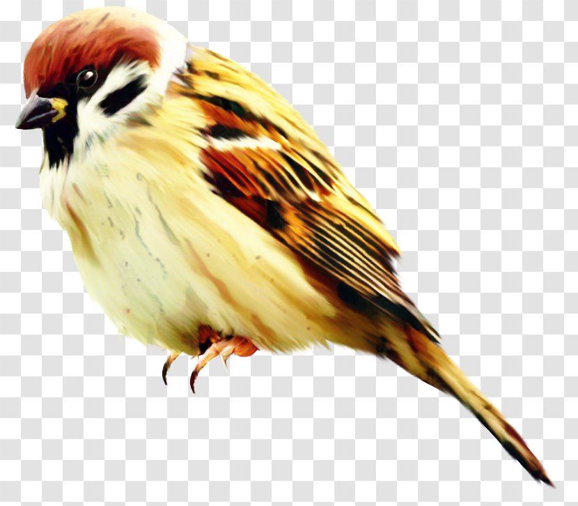 Cartoon Bird - Beak - Feather Canary Transparent PNG