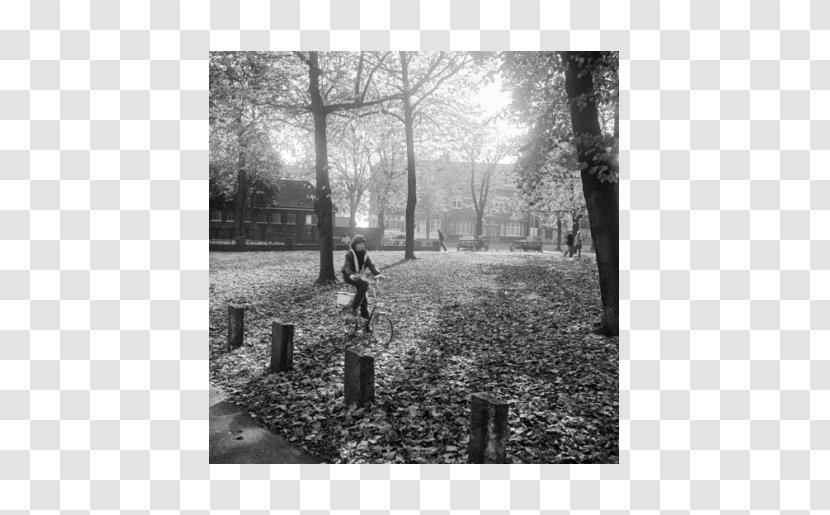 Hampstead Heath Pond Square Photography - Woodland - ROCKS Transparent PNG