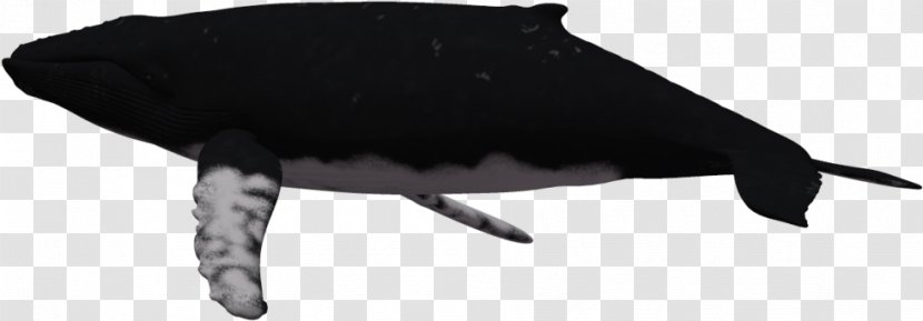 Whale Cartoon - Humpback - Blue Cetacea Transparent PNG