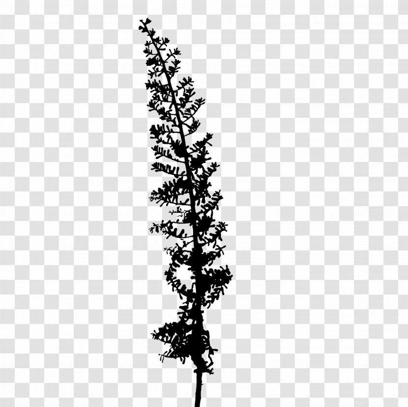 Plant Stem Twig Leaf Plants - Tree - Blackandwhite Transparent PNG