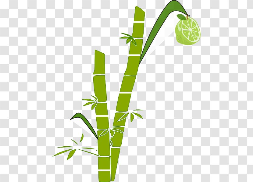 Sugarcane Clip Art - Plant Stem - Tree Transparent PNG