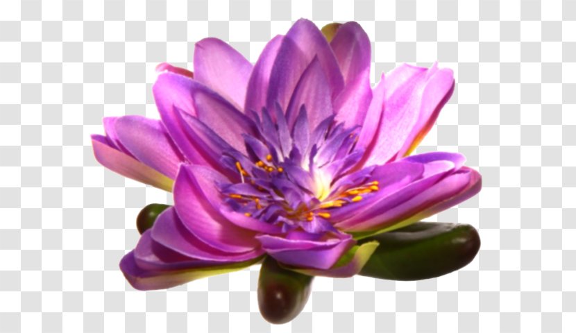 Purple Petal Flower Mauve Violet Transparent PNG