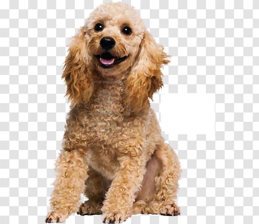 Pet Sitting English Cocker Spaniel American Pit Bull Terrier Poodle - Dog - Cat Transparent PNG