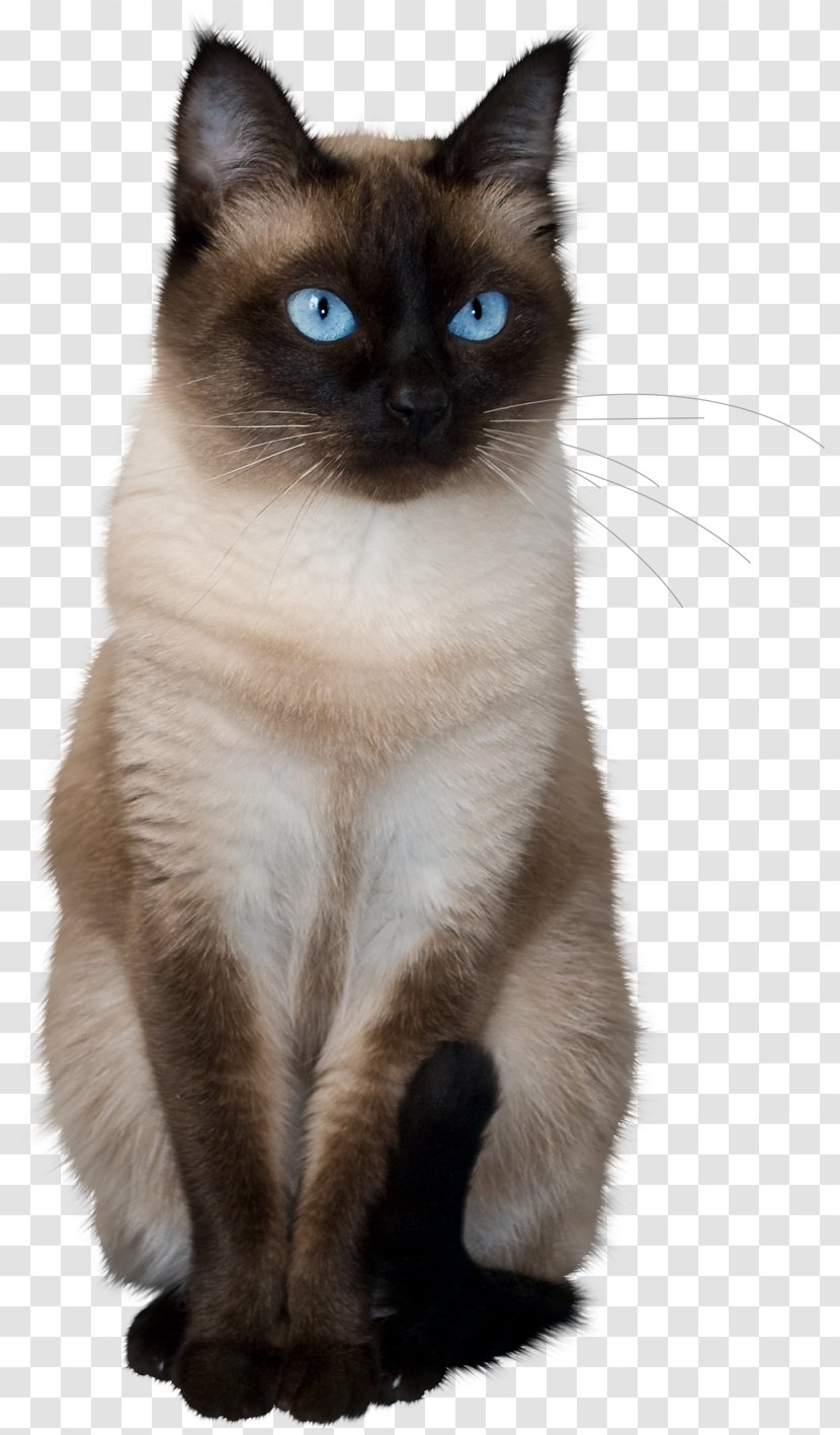 Thai Cat Siamese Balinese Birman Ragdoll - Mekong Bobtail Transparent PNG