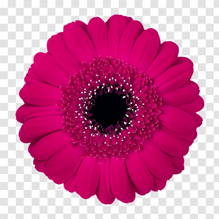 Transvaal Daisy Flower Stock Photography Color - Inflorescence Transparent PNG