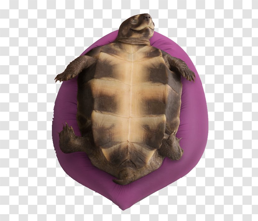 Green Sea Turtle Ninja Rabbits Tortoise - Figure Lying On The Stool Transparent PNG