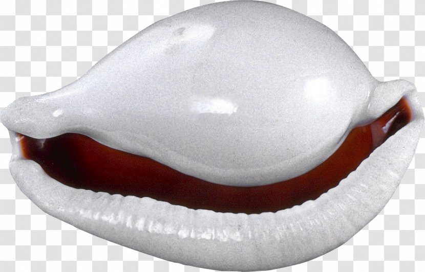 Jaw - Shells Transparent PNG