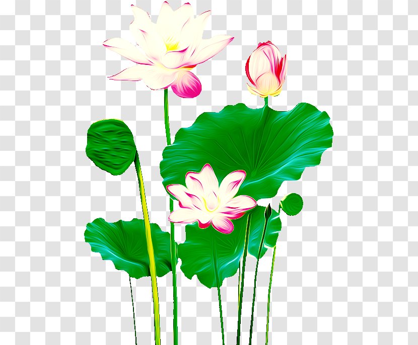 Nelumbo Nucifera Icon - Lotus Transparent PNG