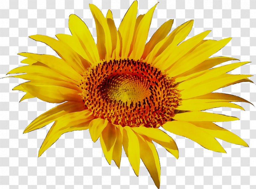 Clip Art Transparency Image Sunflower - Vegetarian Food - Flower Transparent PNG