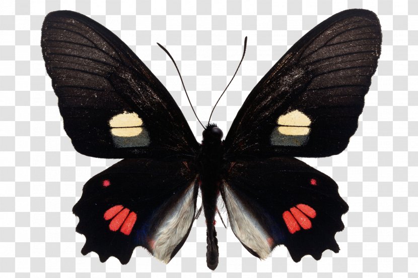 Butterfly Image Vector Graphics Photography - Arthropod Transparent PNG