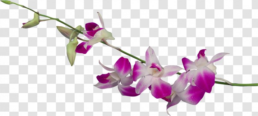 Dendrobium Orchids Flower Clip Art - Bud - Euclidean Transparent PNG