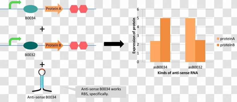 Antisense RNA Gene Silencing International Genetically Engineered Machine - Document - Pylis Downstream Sequence Transparent PNG