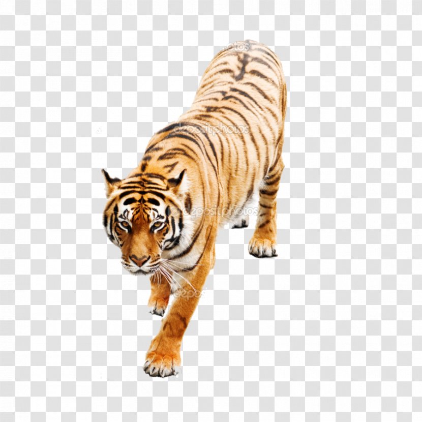 Stock Photography White Tiger Image Siberian - Wildlife - 1 Transparent PNG