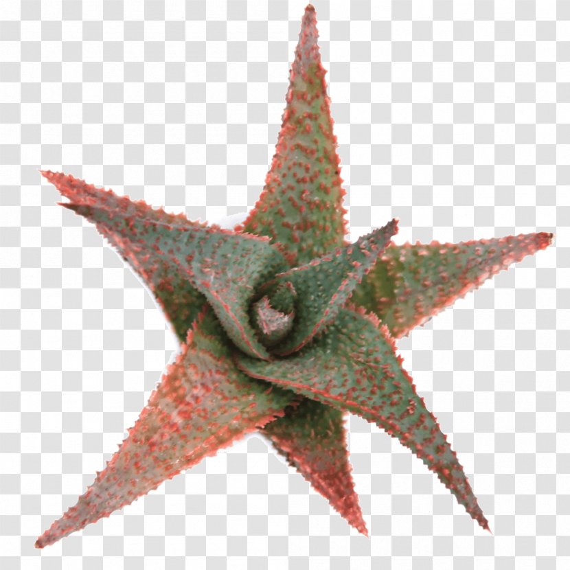 Starfish Aloe Vera - Marine Invertebrates - Plant Transparent PNG