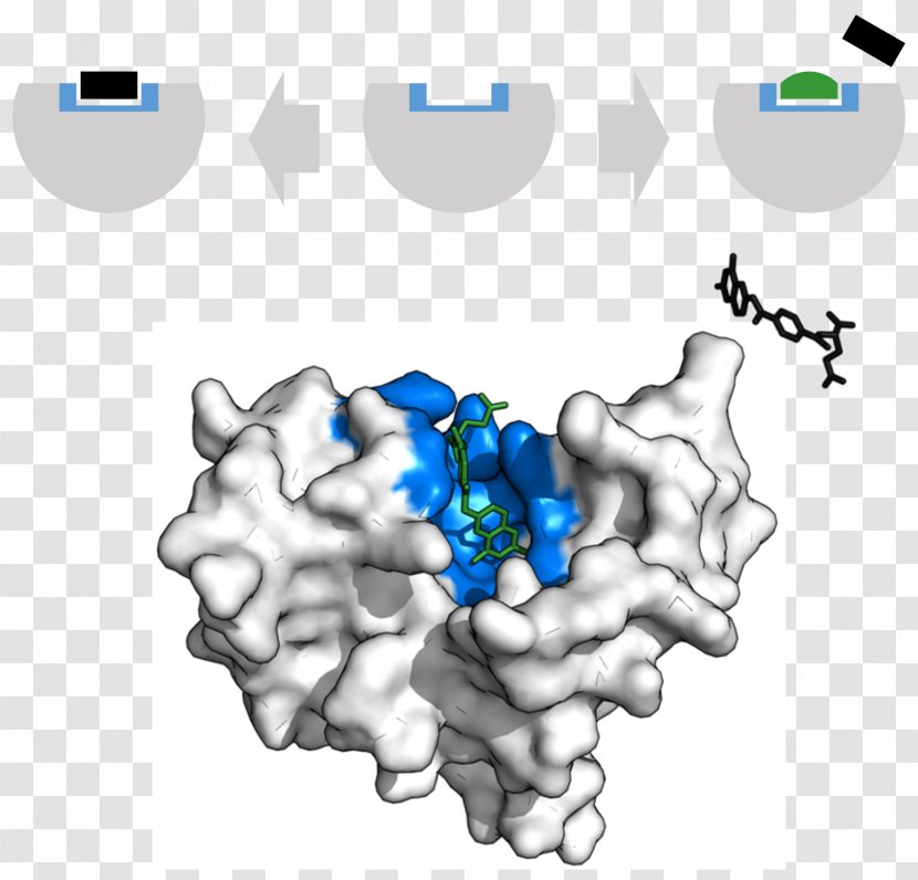 Enzyme Inhibitor Dihydrofolate Reductase Catalysis Active Site Transparent PNG
