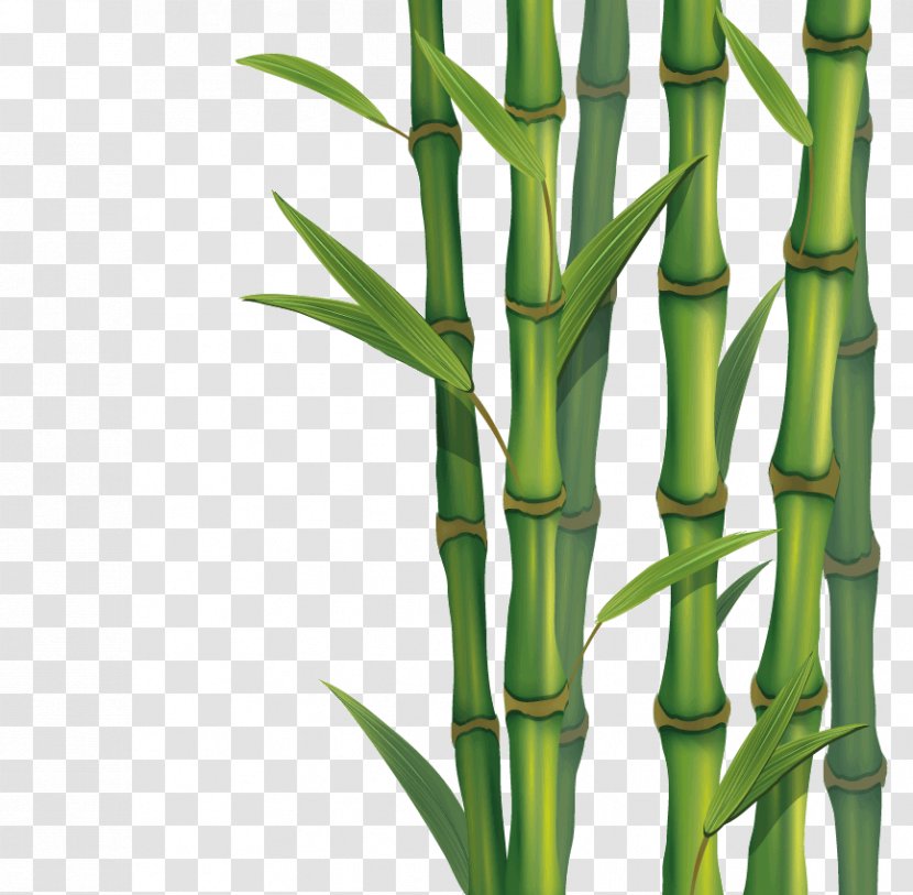 Tropical Woody Bamboos Skin - Commodity - Bamboo Transparent PNG