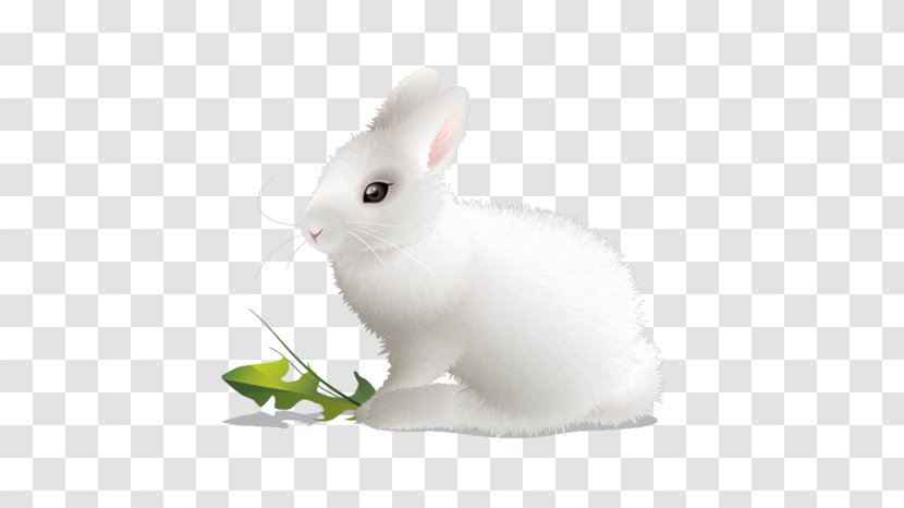 Domestic Rabbit White European - Paintshop Pro - Peter Transparent PNG