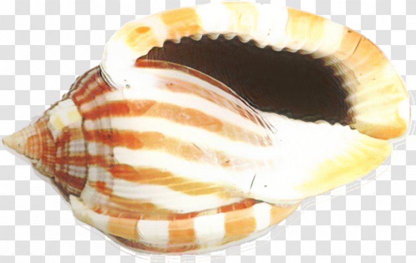 Snail Cartoon - Sea - Dish Cuisine Transparent PNG