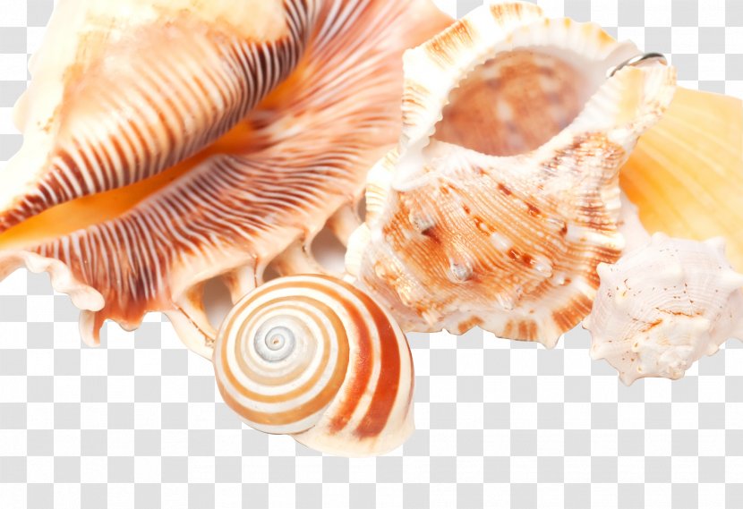 Conch High-definition Television Seashell - Cockle - Shell Transparent PNG