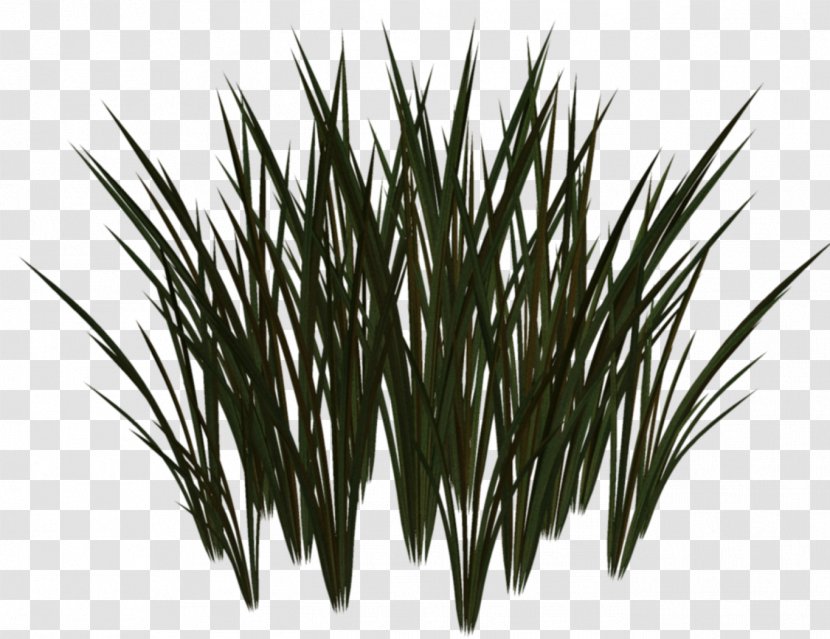 Tree Clip Art - Sweet Grass - Wheat Transparent PNG
