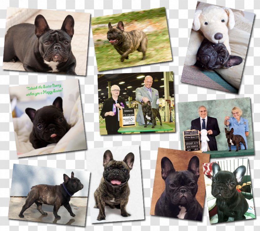 French Bulldog Dog Breed Non-sporting Group - Vulnerable Native Breeds Transparent PNG