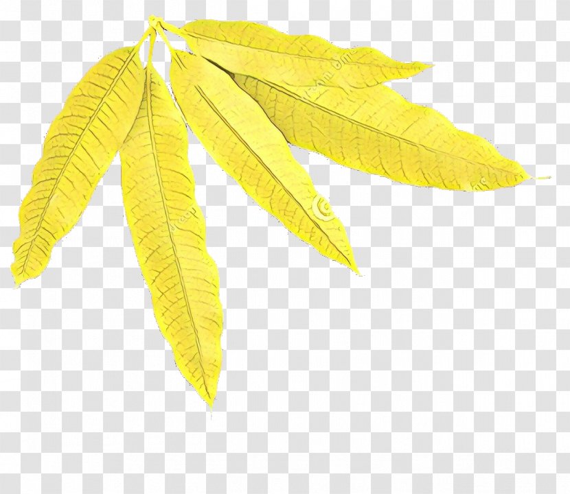 Mango Tree - Plant - Flower Woody Transparent PNG