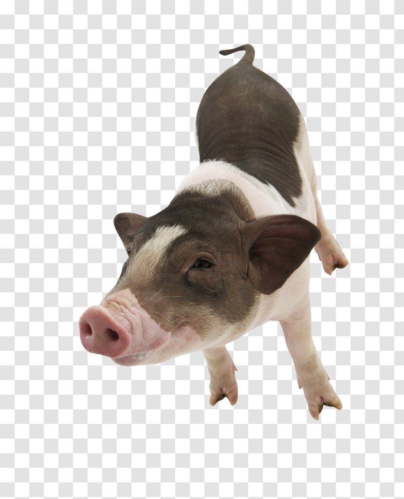 Large White Pig Pet Photography - Domestic - Squinting Transparent PNG
