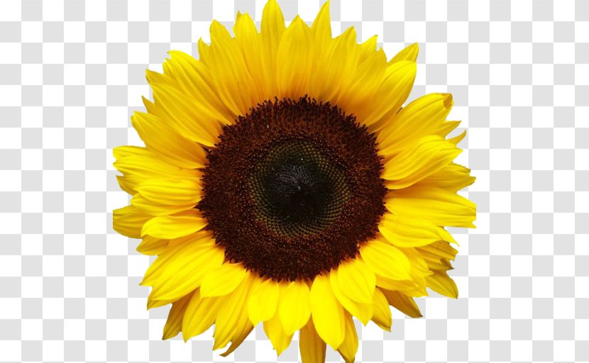 Common Sunflower Clip Art - Document Transparent PNG