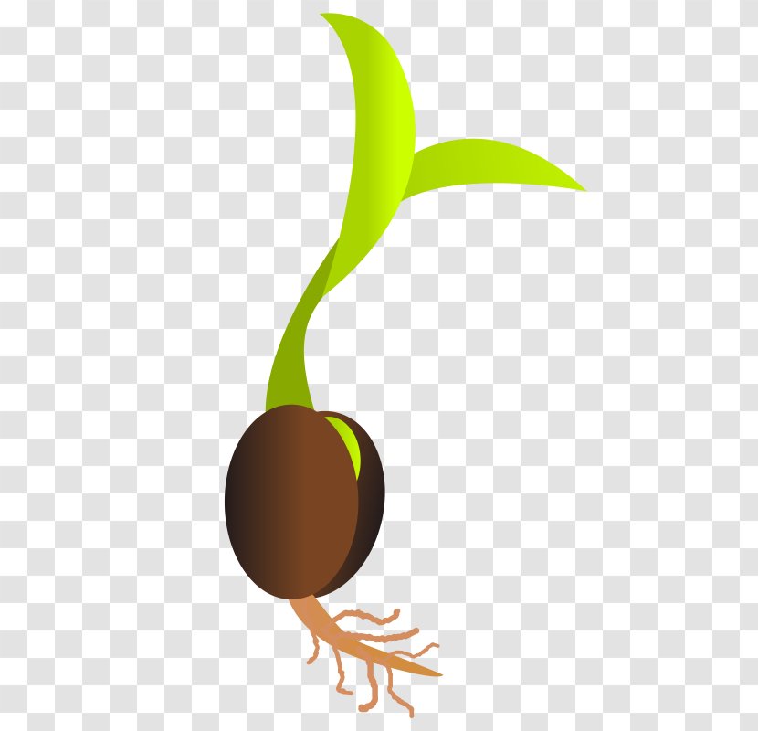 Seed Sprouting Germination Clip Art - Royaltyfree - Seeds Transparent PNG