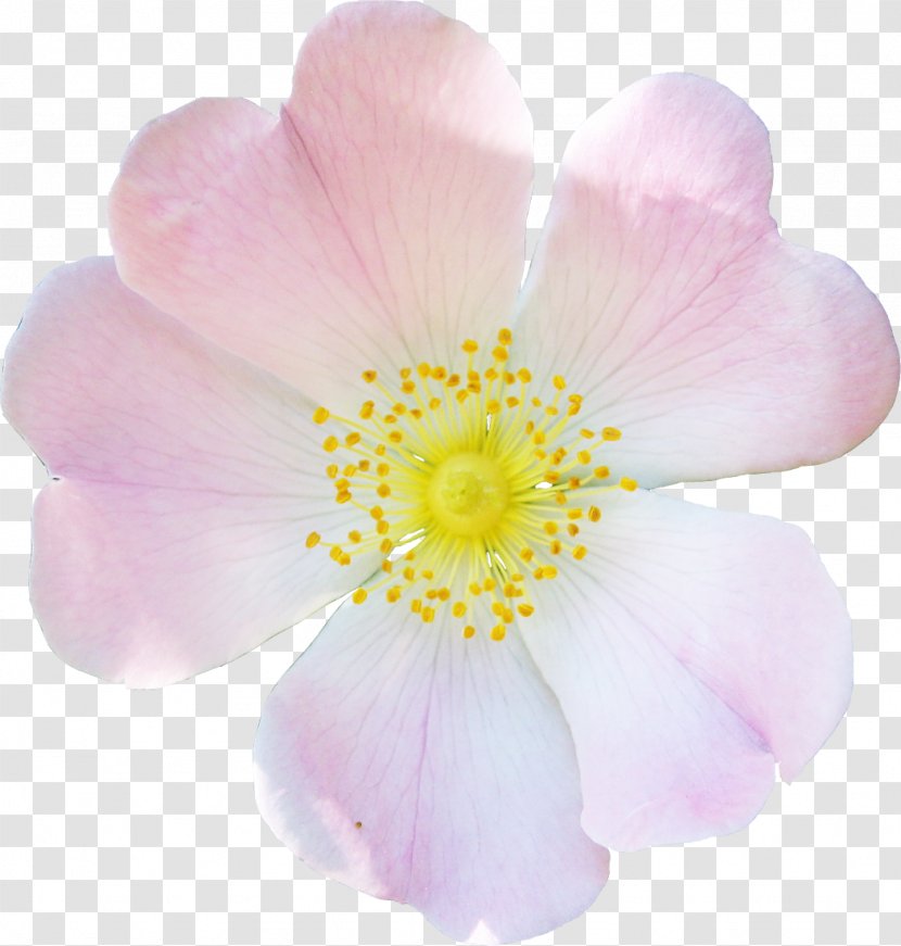 Rosaceae Dog-rose Rosa Rubiginosa Flower Petal - Flowering Plant - Wild Flowers Transparent PNG