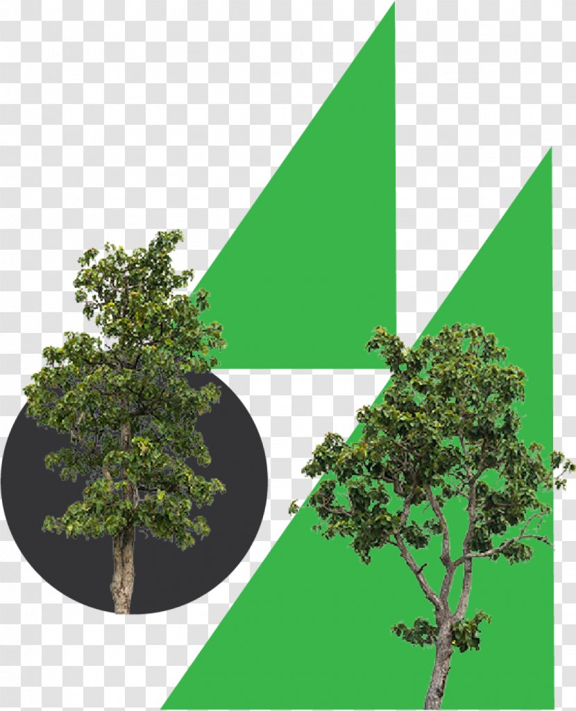 Business Vegetation Climate Change Tree - Icon Transparent PNG
