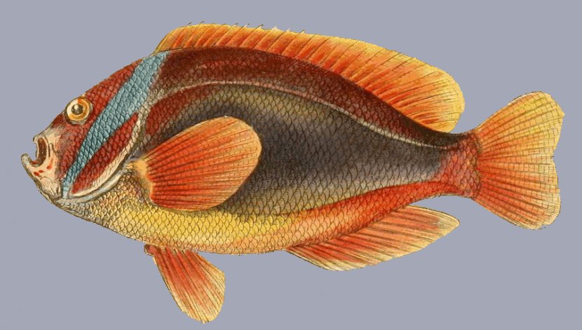 Bony Fishes Animal Marine Biology Cushion - Anemone Transparent PNG