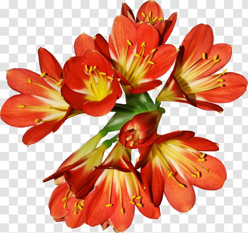 Flower Flowering Plant Natal Lily Petal - Cut Flowers - Pedicel Transparent PNG