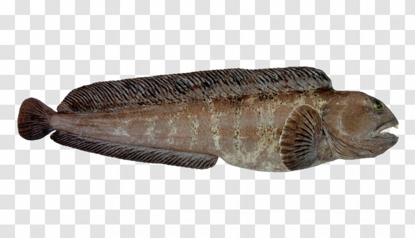 Atlantic Wolffish Norway Herring Mackerel - Animal Source Foods - Fish Transparent PNG