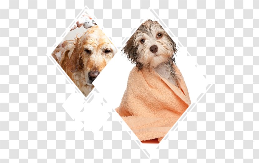 Puppy Havanese Dog Grooming Cat Chihuahua - Norfolk Terrier Transparent PNG