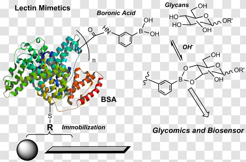 Bovine Serum Albumin Phenylboronic Acid Lectin Amino - Tree - Boronic Transparent PNG