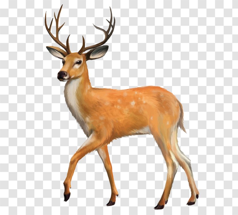 White-tailed Deer Red Clip Art - Mule Transparent PNG