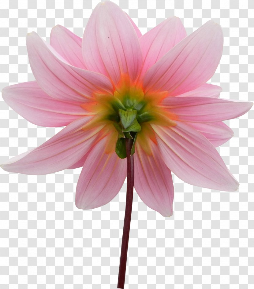 Dahlia JPEG Comparazione Di File Grafici - Pink - Cut Flowers Transparent PNG