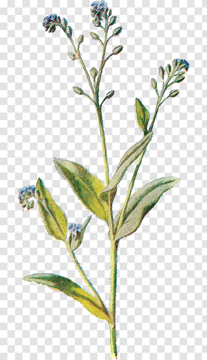 Flower Alpine Forget-me-not Plant Tatarian Aster Stem - Silene Noctiflora Hairy Willowherb Transparent PNG