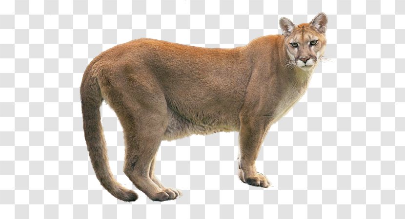 Cougar Lion Dog - Mammal - Group Of Animals Transparent PNG