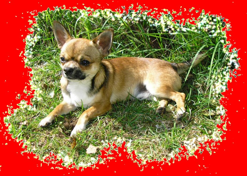 Corgi-Chihuahua Dog Breed Companion Toy - 2018 - Puppy Transparent PNG