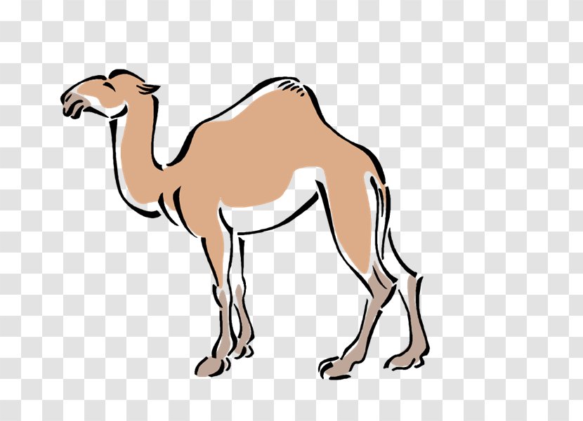 Dromedary Pack Animal Mustang Clip Art - Arabian Camel - Camels Transparent PNG