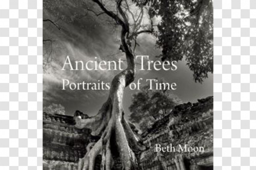 Ancient Trees: Portraits Of Time Amazon.com Photography The Hidden Life What They Feel, How Communicate—Discoveries From A Secret World - Bookselling - Tree Transparent PNG