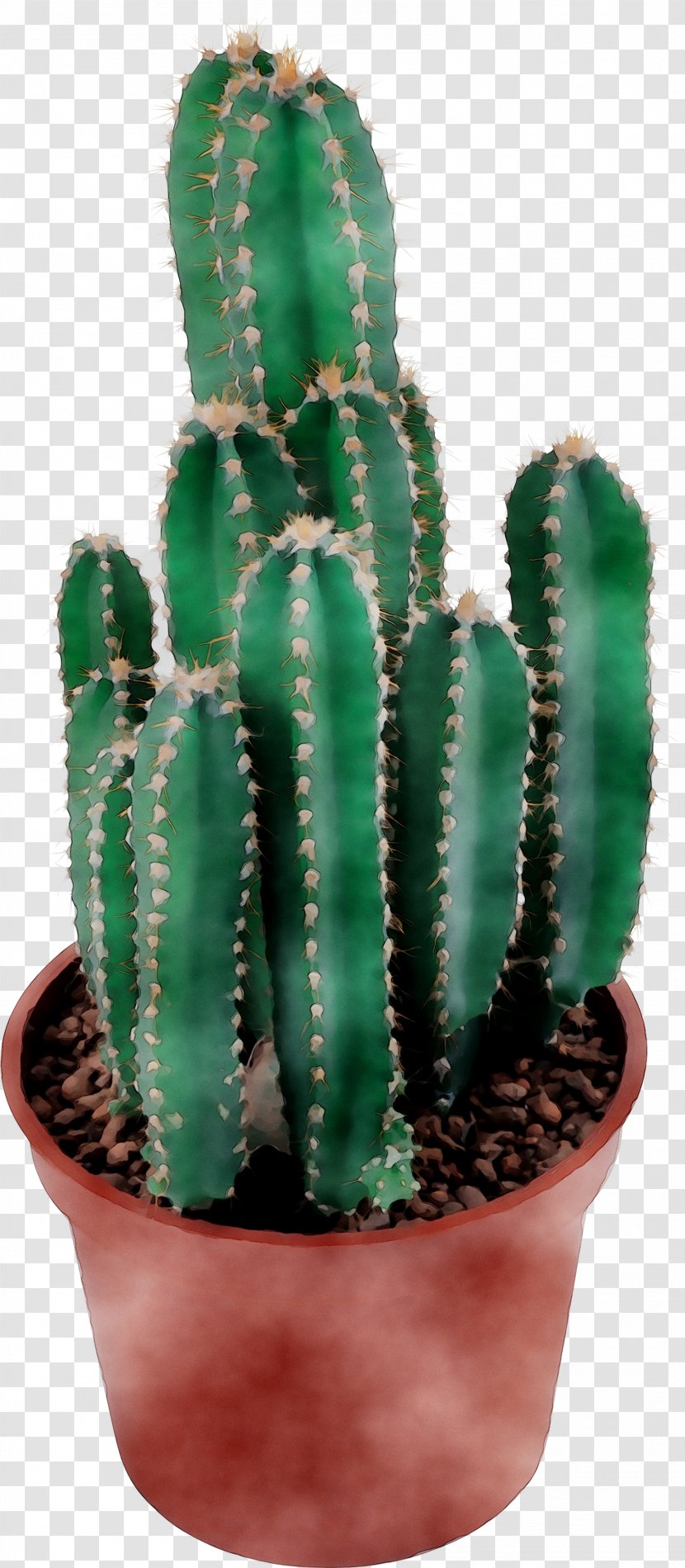 San Pedro Cactus Triangle Prickly Pear Echinocereus - Succulent Plant Transparent PNG
