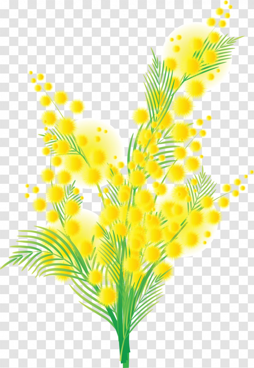 Mimosa Flower - Branch Transparent PNG
