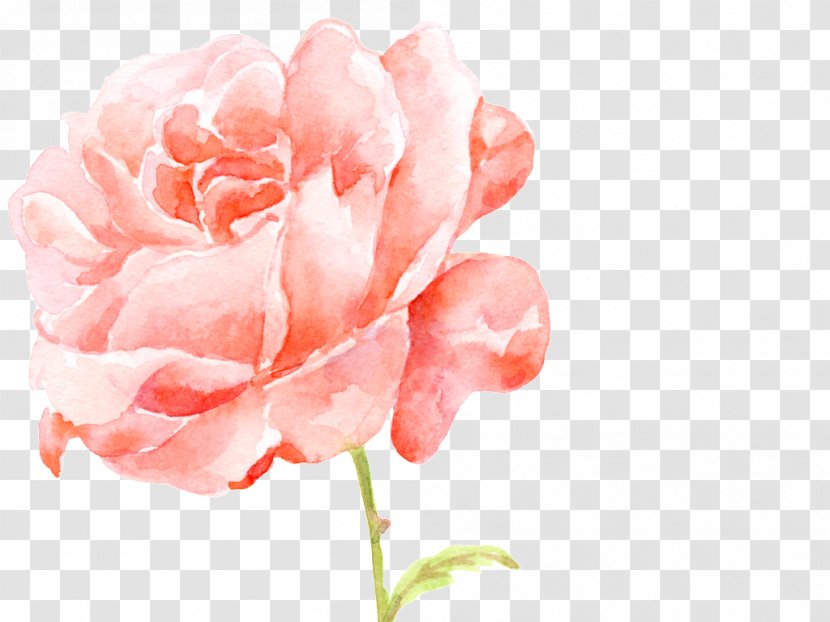 Garden Roses Image Vector Graphics - Poster - Mawar Canggih Transparent PNG