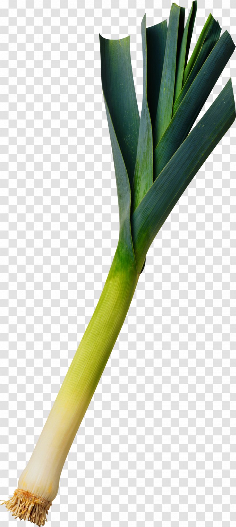 Aloe Vera Download Allium Fistulosum - Copyright Transparent PNG