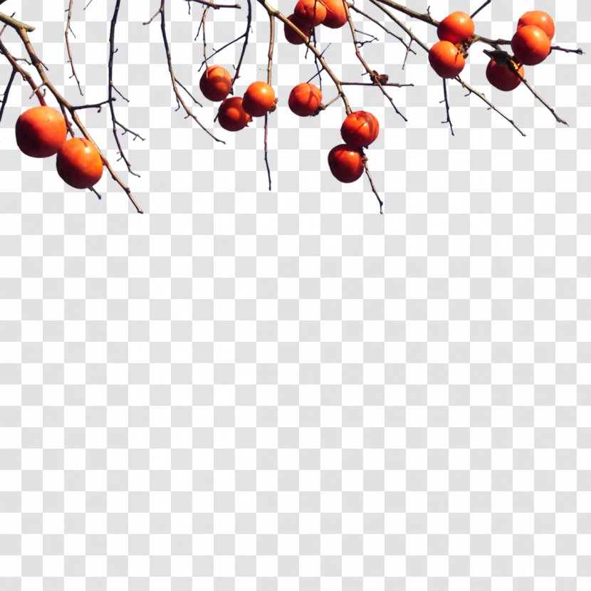 Image Illustration Photography Tree - Fruit - Frame Orange Transparent PNG