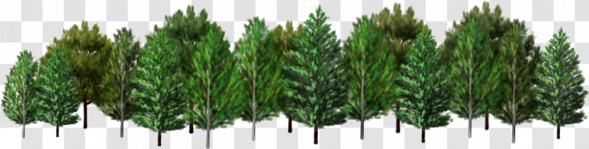 Spruce Tree Desktop Wallpaper Clip Art Transparent PNG