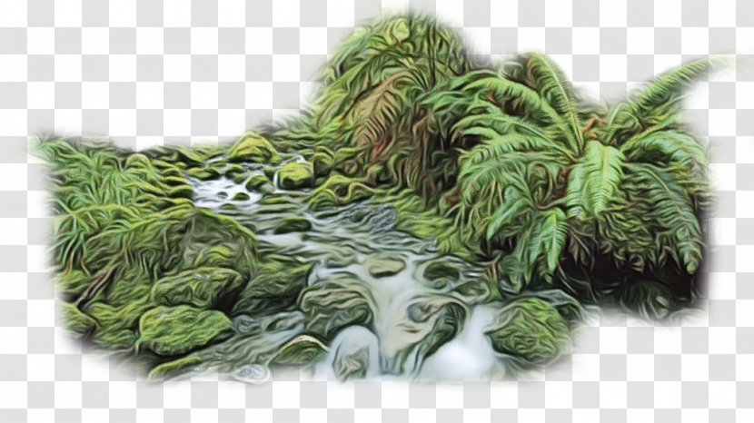 Watercolor Natural - Christchurch - Aquatic Plant Vascular Transparent PNG